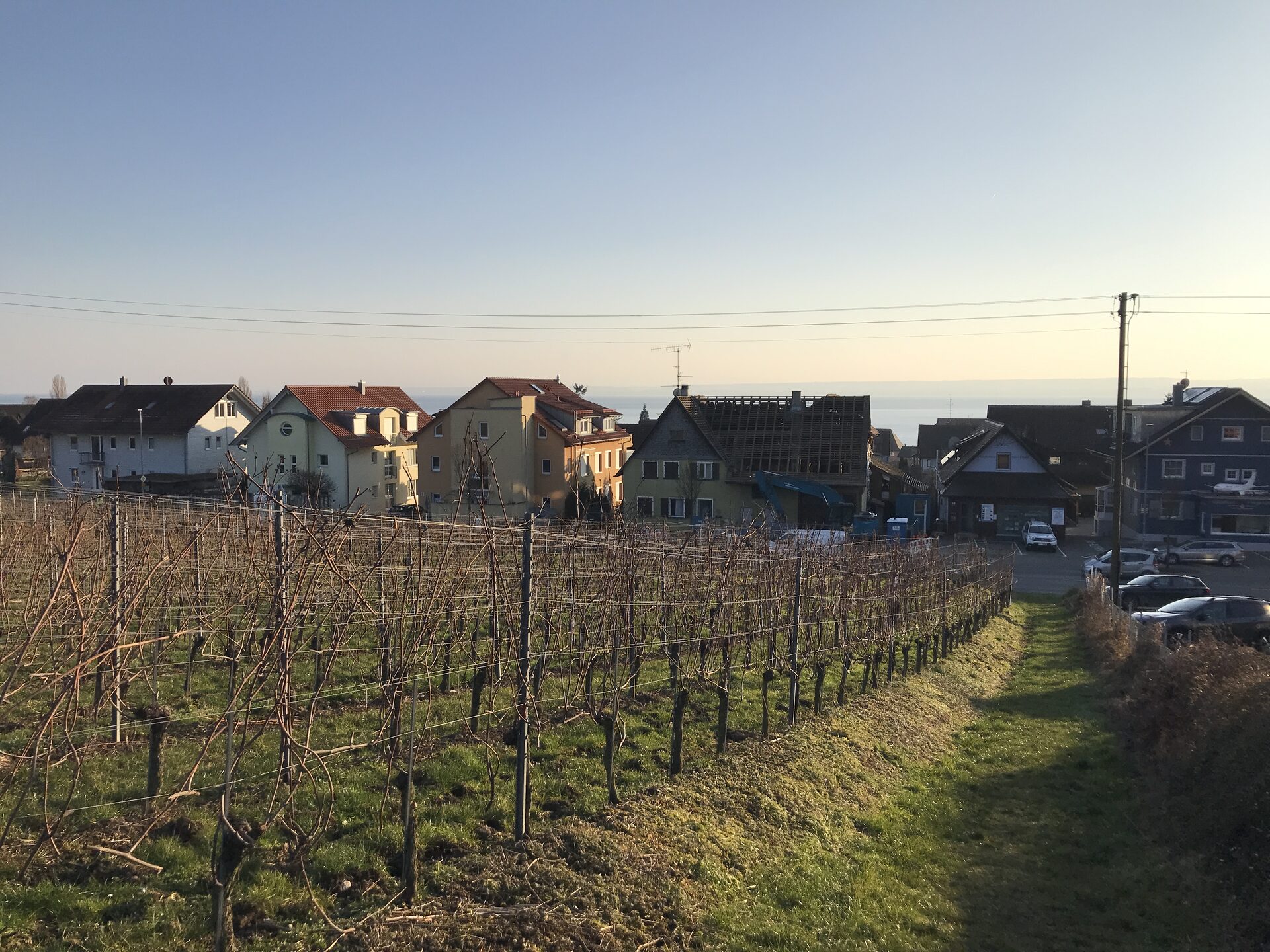 Weinberg mit Blick auf den Bodensee